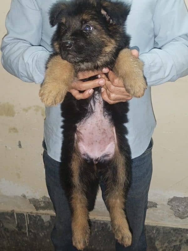 German shepherds High quality puppies 1