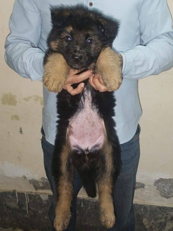 German shepherds High quality puppies 3