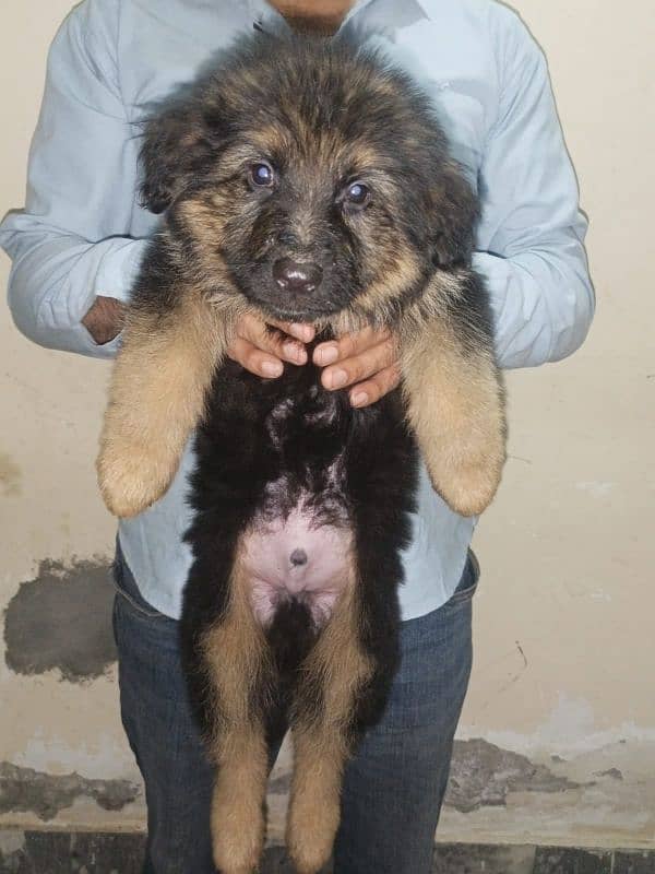 German shepherds High quality puppies 4