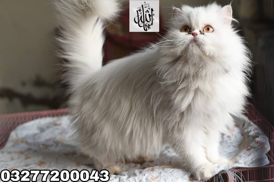 CFA bloodline pershion Tripple international standrd pure peki mating 19