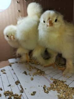 Light Columbian brhama Chicks