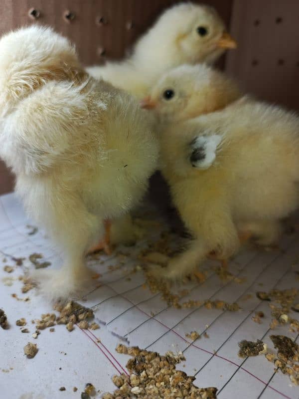 Light Columbian brhama Chicks 1