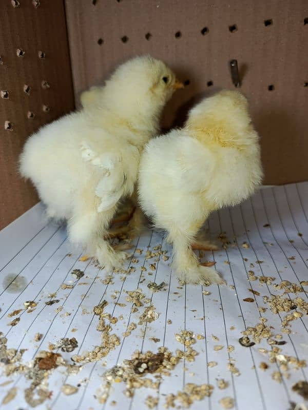 Light Columbian brhama Chicks 2