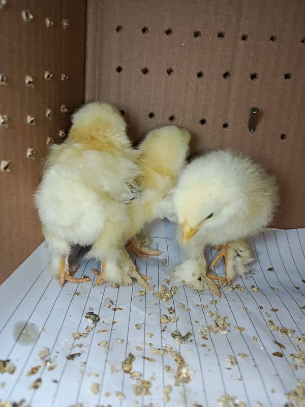 Light Columbian brhama Chicks 3