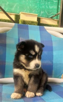 Siberian Husky. Female. Blue Eyes. Wooly Coat. Heavy Bone Structure