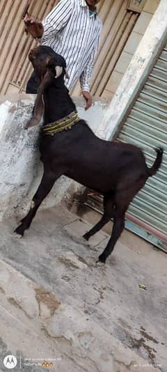 kamori breedar bakra