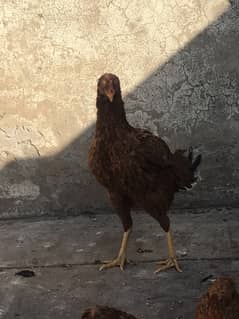 aseel hen with 1.5 month 7 chicks sale Urgent now