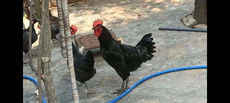 australorp fertile eggs 1