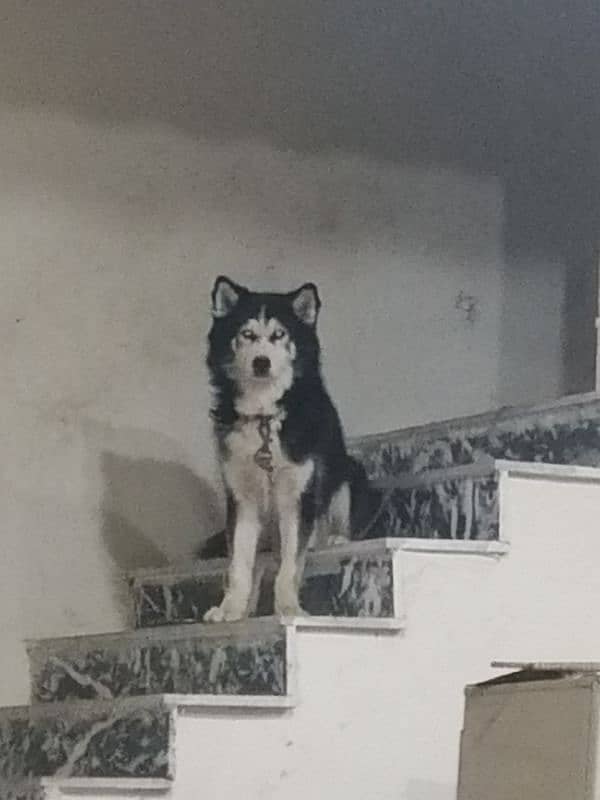 SIBERAIN HUSKY MALE 0