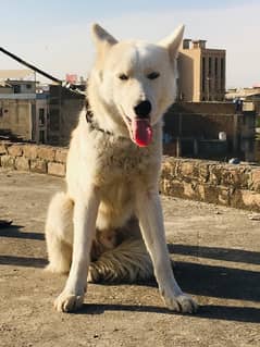 siberian white husky