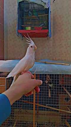 I have to sell my Hand Tamed Cocktail Parrot (Eno Red Eyes)