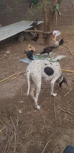 Pointer Female for Sale