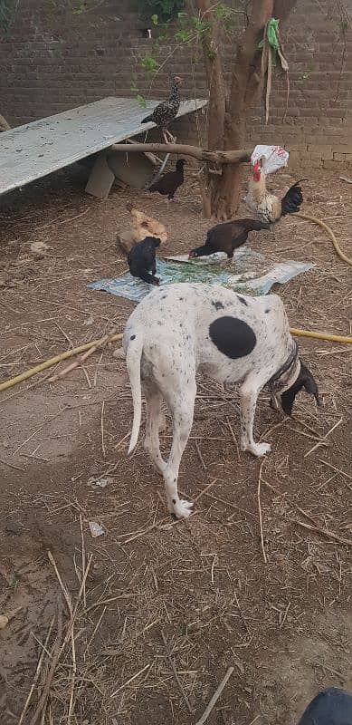 Pointer Female for Sale 0