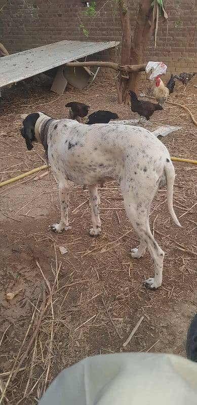 Pointer Female for Sale 1