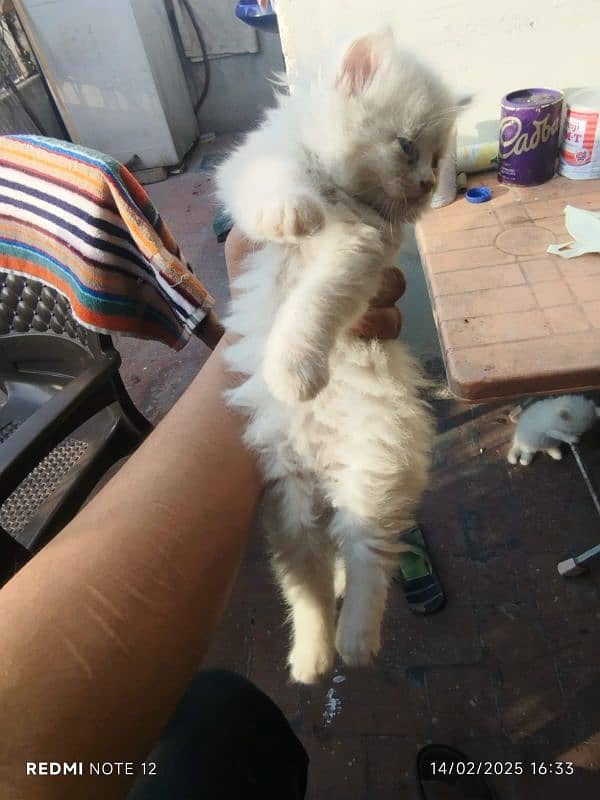 long cout Persian kittens blue or green eyes 0