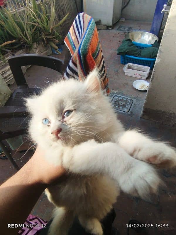 long cout Persian kittens blue or green eyes 1