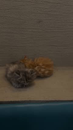 2 female persian kitten