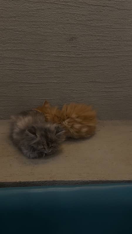 2 female persian kitten 0