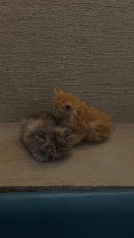 2 female persian kitten 1