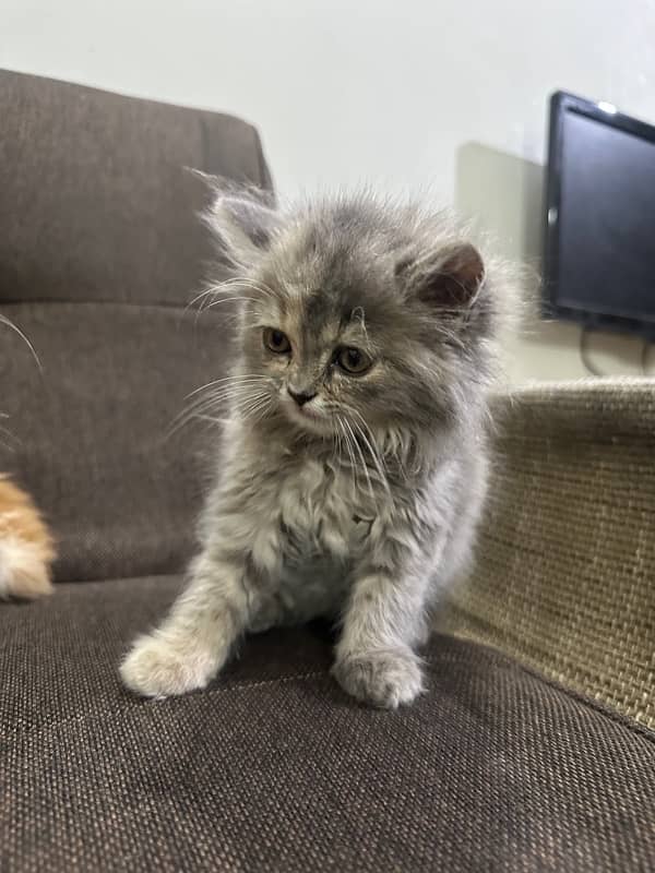 2 female persian kitten 3