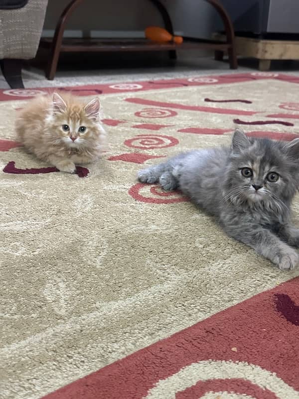 2 female persian kitten 4