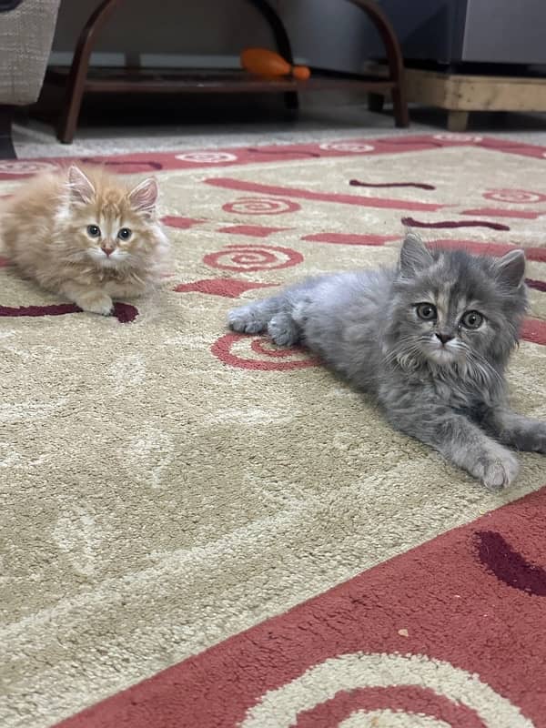 2 female persian kitten 6