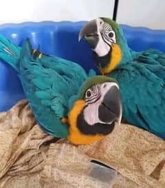 blue and gold macaw chicks for sale age 5 month