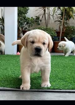 British Labrador top quality puppies top notch . . watts app only