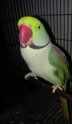 hand tame male talking and dancing raw parrot