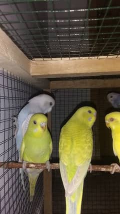 budgies parrot for sale strong bloodline red eyes and black eyes