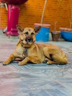 belgian shepherd 1 year 7 months age family dog