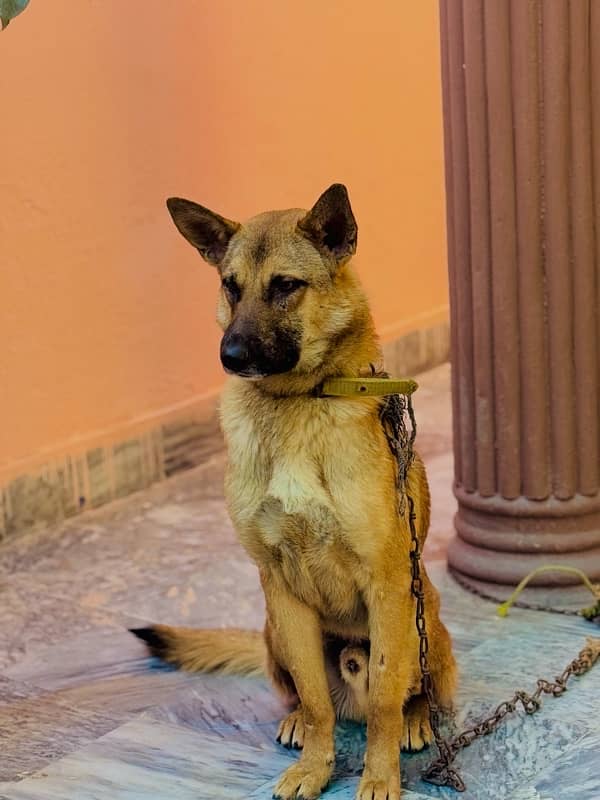 belgian shepherd 1 year 7 months age family dog 1