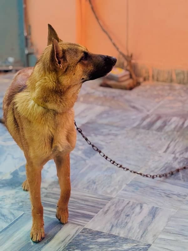 belgian shepherd 1 year 7 months age family dog 4