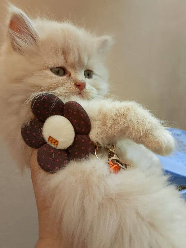 Persian baby female cat for sale 14