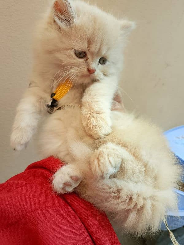 Persian baby female cat for sale 15