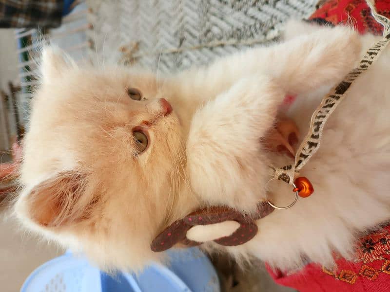 Persian baby female cat for sale 16