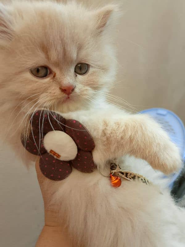 Persian baby female cat for sale 19