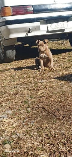 pure American pitbull 1.5 months