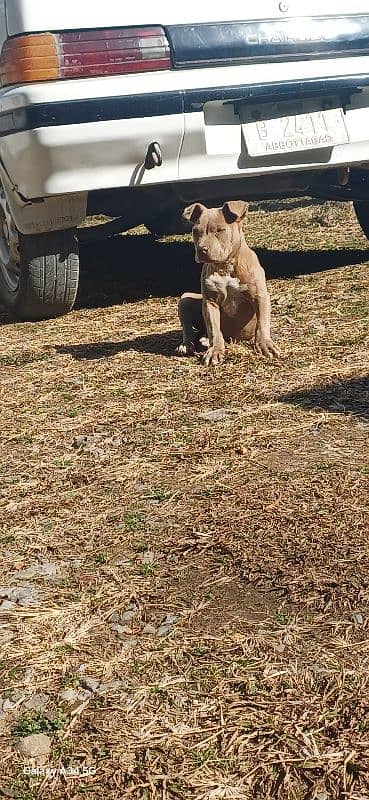 pure American pitbull 1.5 months 0