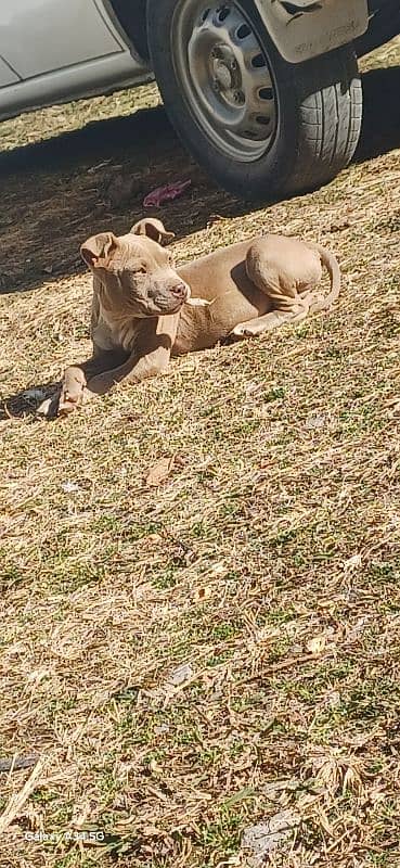 pure American pitbull 1.5 months 1