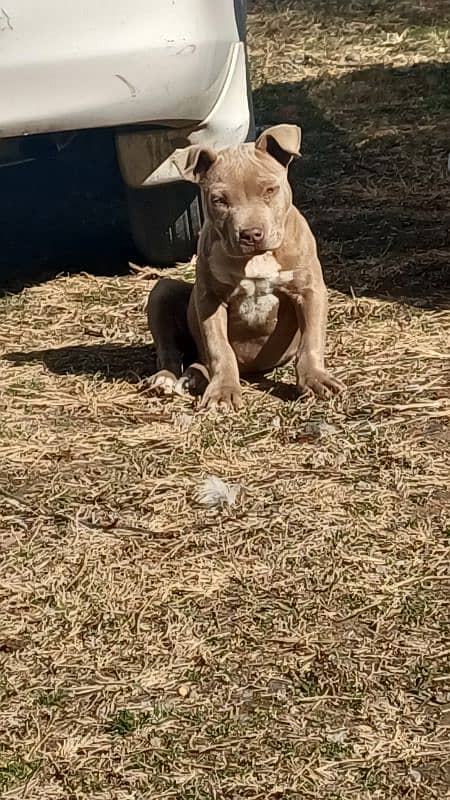 pure American pitbull 1.5 months 2