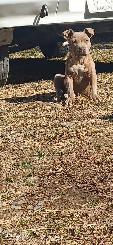 pure American pitbull 1.5 months 3