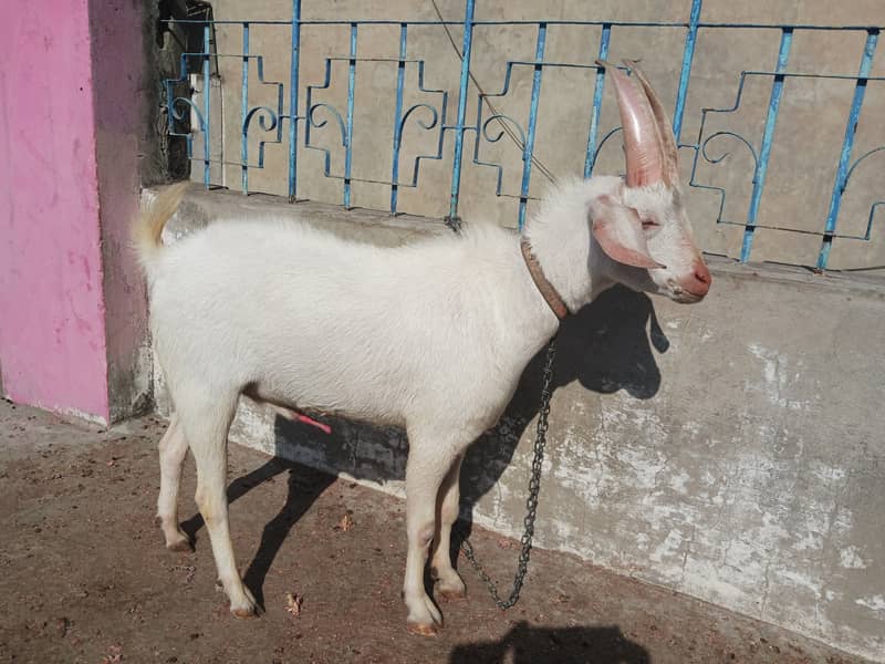 Fancy Goat 5