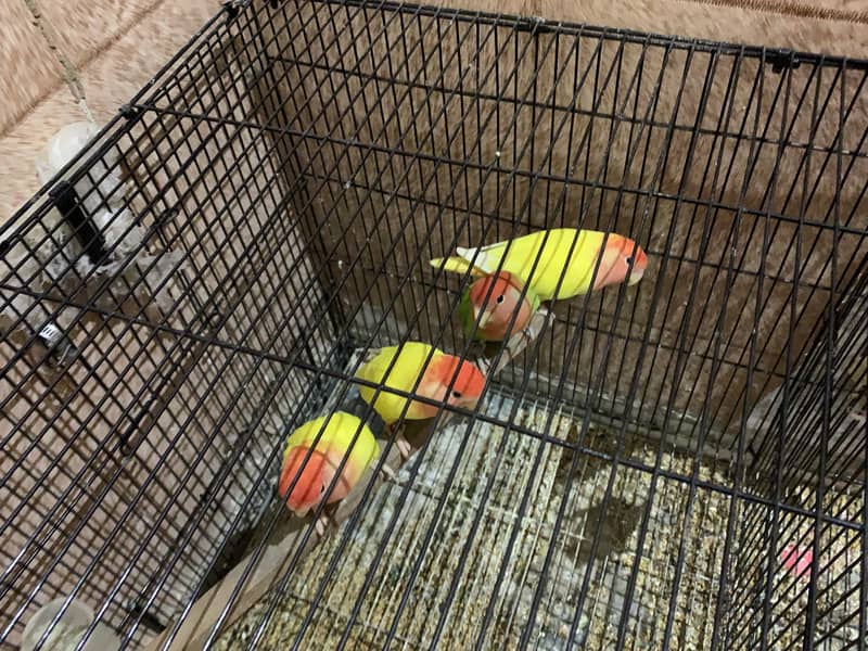 We sell love birds (albino green fisher par blue rossi collie 6