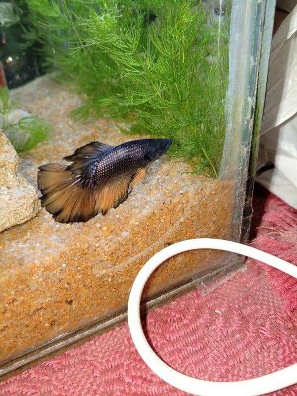 Betta fish Mustard Gas Betta fish 1