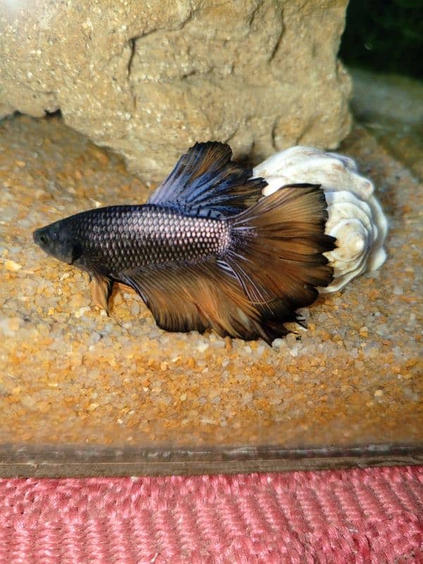 Betta fish Mustard Gas Betta fish 3