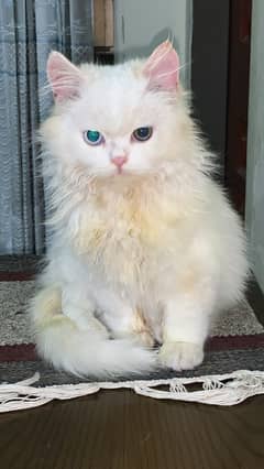 Persian Odd Eyes Kitten For Sale