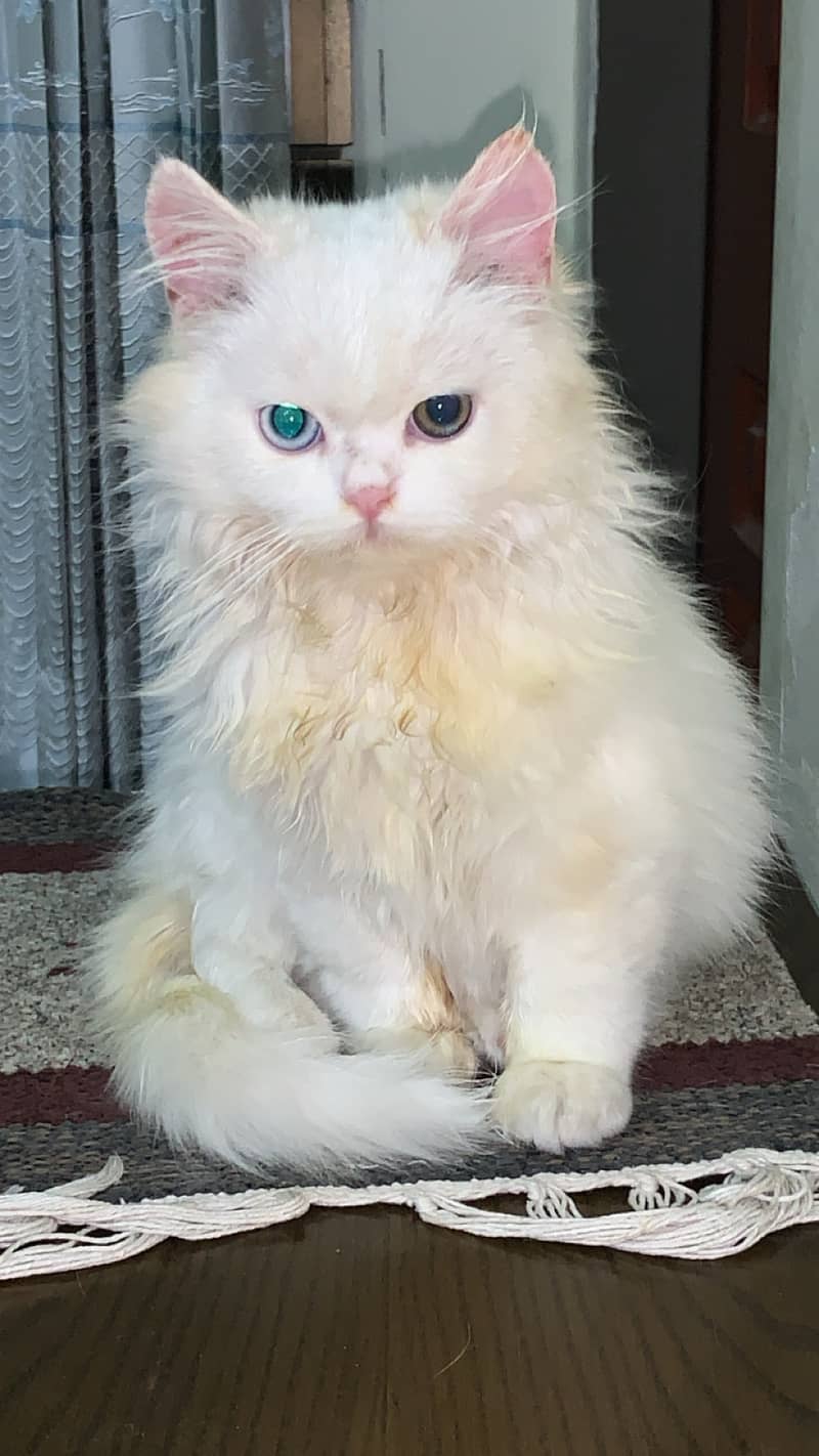 Persian Odd Eyes Kitten For Sale 0