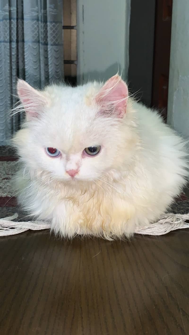 Persian Odd Eyes Kitten For Sale 1