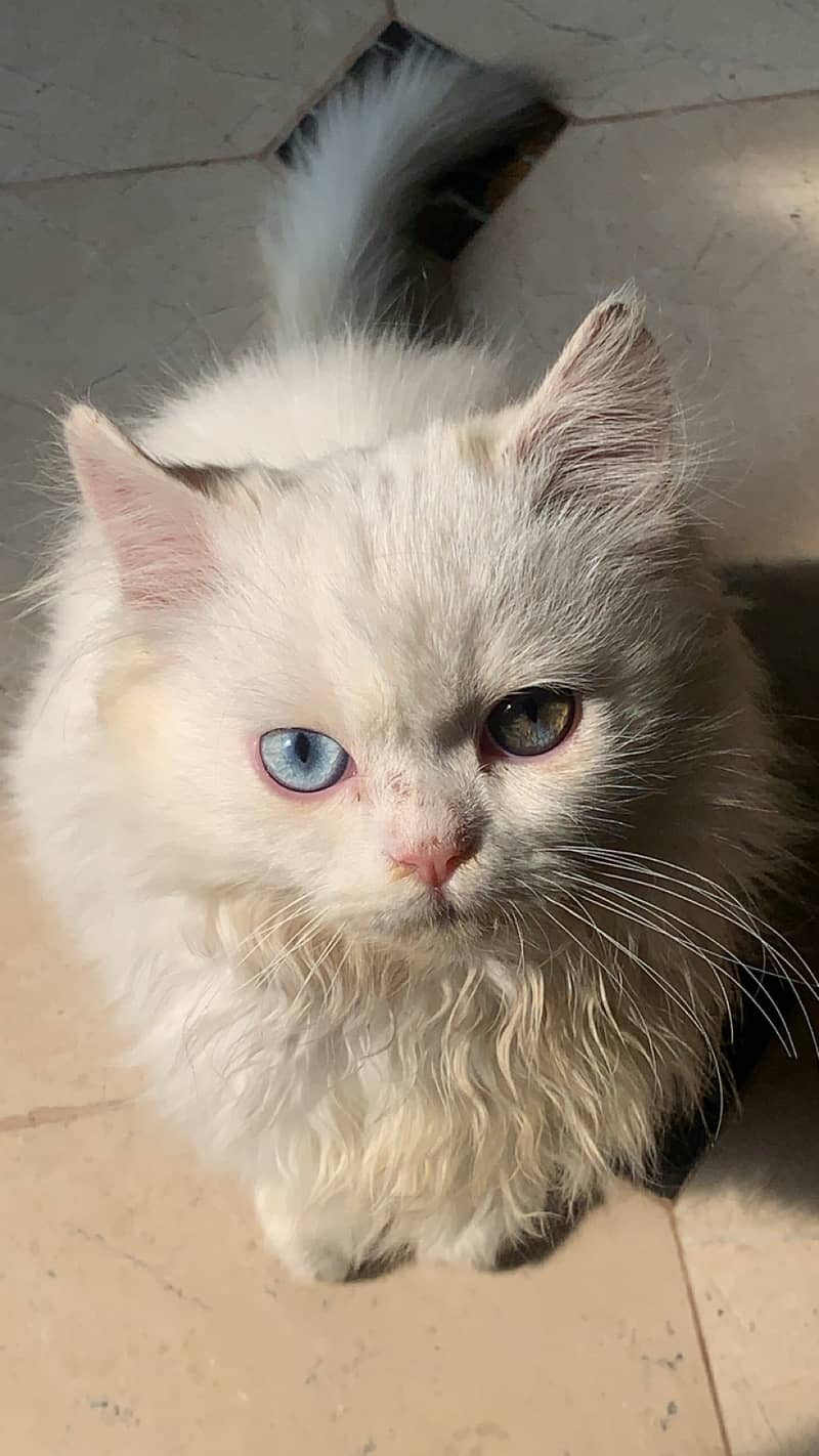 Persian Odd Eyes Kitten For Sale 3